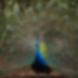 A vibrant peacock displaying its feathers in an Australian garden