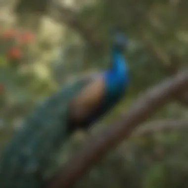 Peacock Perched in Nature A peacock perched on a tree branch, showcasing its colorful plumage
