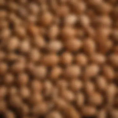 Close-up of peanut shells with a focus on their texture