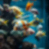 Diverse aquarium fish available at Petco