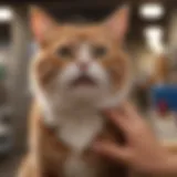 A cat receiving a gentle grooming at PetSmart