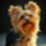 A beautiful Yorkshire Terrier showcasing its characteristic long and silky coat in a playful pose