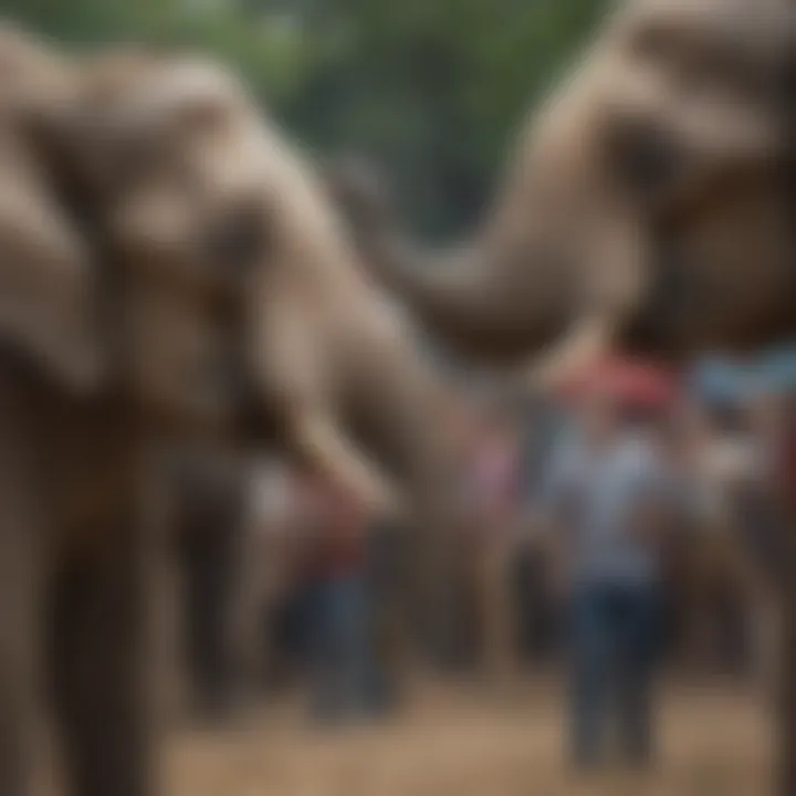 Animal rights activists protesting against circus elephant treatment