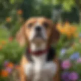Pocket Beagle dog sitting in a colorful garden