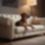 Elegant sofa designed for pet owners