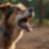 A dog barking in response to a sound, illustrating a common trigger for excessive barking