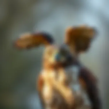 Visual guide on hawk behavior and pet safety