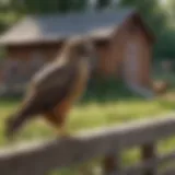 Hawk perched on a fence post overlooking a chicken coop