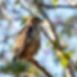 A hawk observing from a tree branch