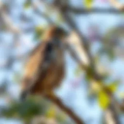 A hawk observing from a tree branch
