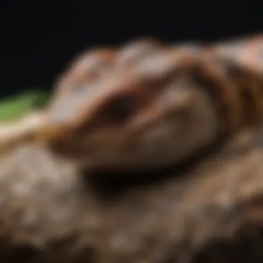 Substrate Comparison: Repti Bark vs. Alternatives Comparison of Repti Bark and other substrates for reptiles
