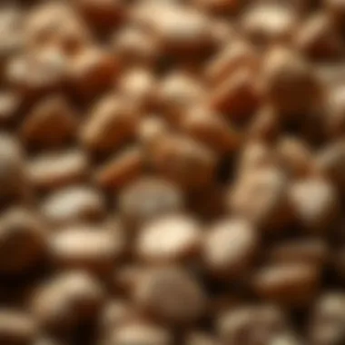 A close-up of dry dog food pellets highlighting texture and quality