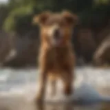 A joyful dog splashing in the waves at the beach