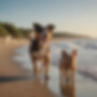 Playing Fetch on the Beach An owner playing fetch with a dog on the beach