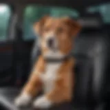Durable pet seat cover in a vehicle