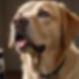 Labrador Retriever being groomed with a brush