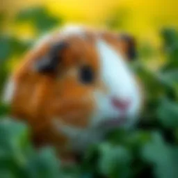 The Importance of Greens in the Guinea Pig Diet Introduction