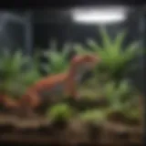 Vibrant plants enhancing a leopard gecko's terrarium