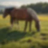 A vibrant field showcasing healthy horses grazing under the sun, symbolizing the importance of nutrition.