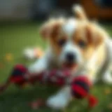 A lively puppy engaging with a tug toy