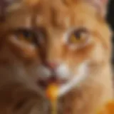 Close-up of Angry Orange product showcasing its citrus scent