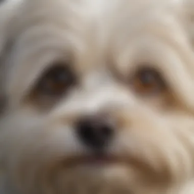 Close-up of a Havanese dog highlighting its expressive eyes and friendly nature