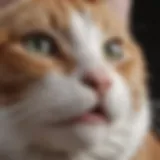 A cat showing signs of discomfort with white foam around its mouth