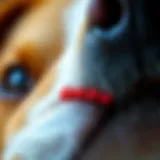 Detailed view of a dog's stitched wound