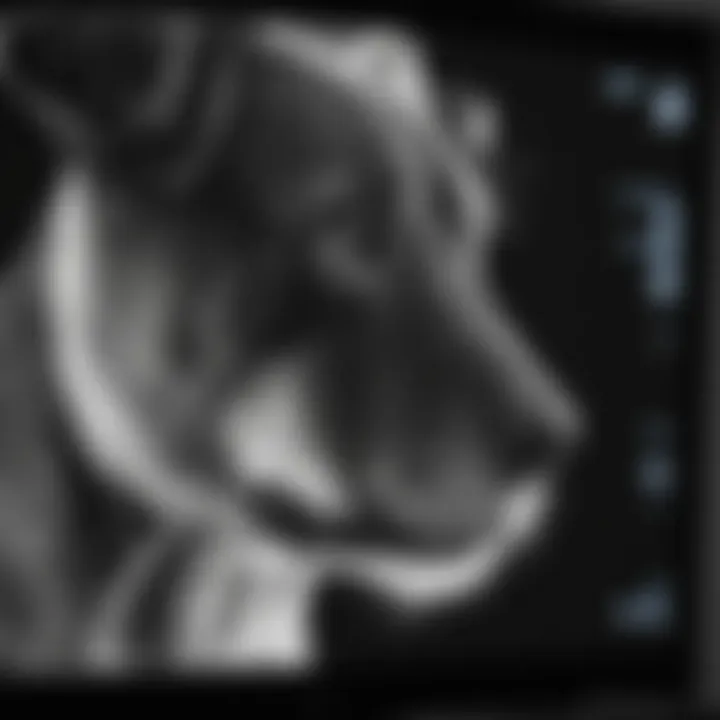 A close-up of an x-ray image displayed on a monitor