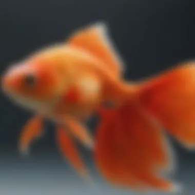 Distinctive Tail Structure Close-up of the distinctive tail structure of a fan tail goldfish