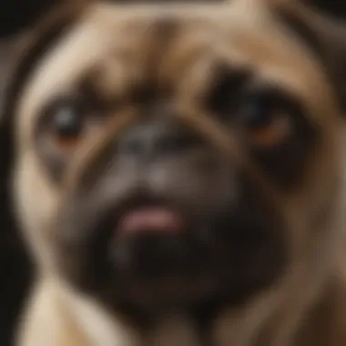 Unique Facial Features of a Female Pug A close-up of a female pug showcasing her unique facial features