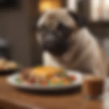 Healthy Mealtime for a Female Pug A female pug enjoying a healthy meal in a cozy setting