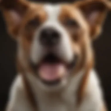 Illustration showing the cost breakdown of dog tooth removal procedures