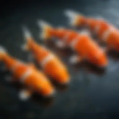 A close-up of koi fish age rings to assess maturity