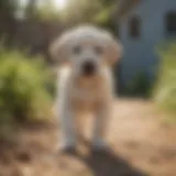 A healthy Labrador puppy playing in a sunny yard