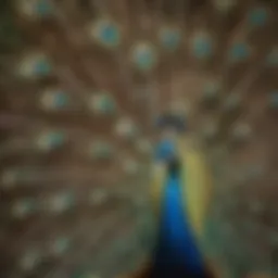 A vibrant peacock displaying its feathers in a courtship ritual