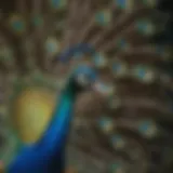 Majestic peacock displaying its vibrant feathers