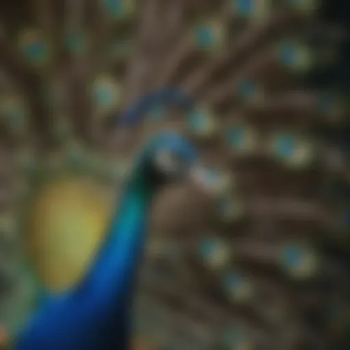 Majestic peacock displaying its vibrant feathers