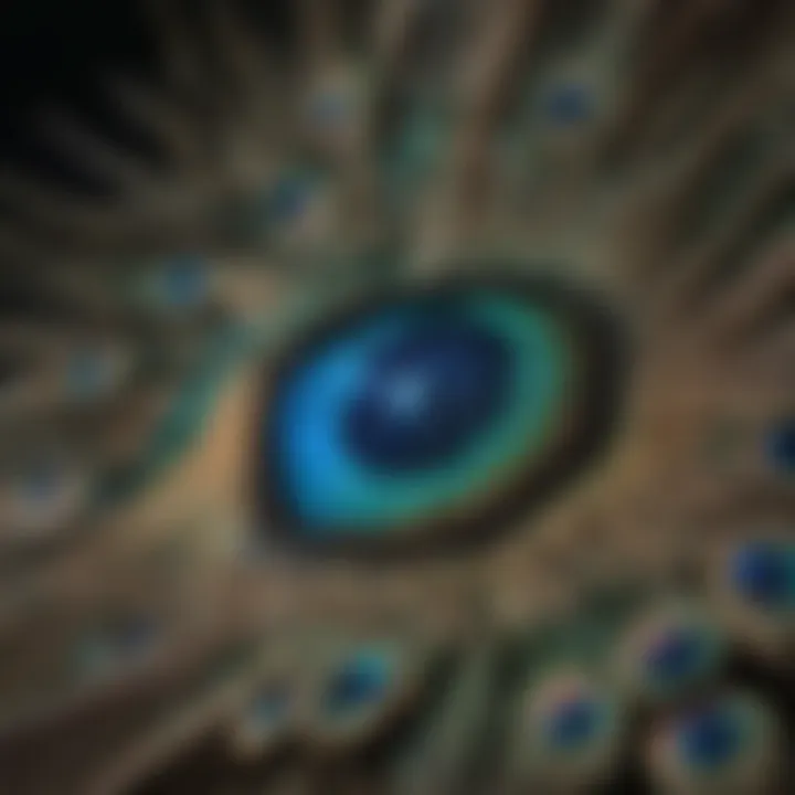 Close-up of a peacock's eye showcasing its intricate patterns