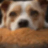 Close-up of dog food with rice as a main ingredient highlighting potential allergens.