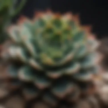 Close-up view of a toxic succulent