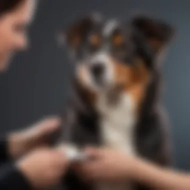 Professional Grooming Techniques for Double Coats A professional groomer demonstrating the proper technique on a double coated dog