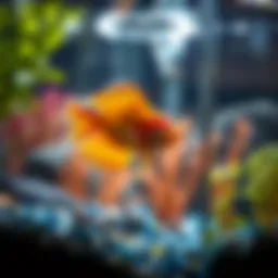 Understanding the Biorb Life Fish Tank: An In-Depth Exploration Introduction