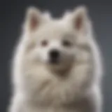 American Eskimo Dog showcasing its fluffy coat