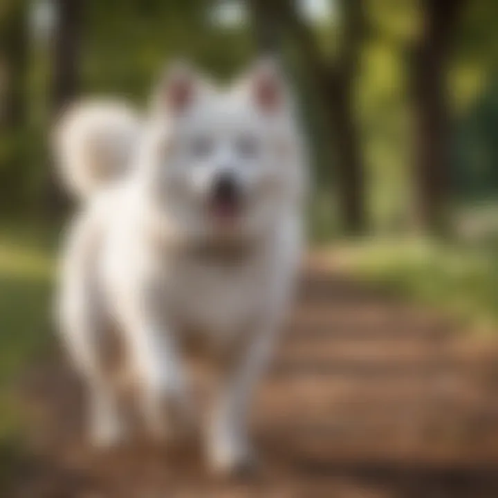 Happy American Eskimo Dog enjoying a walk in the park