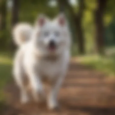 American Eskimo Dog on a Park Walk Happy American Eskimo Dog enjoying a walk in the park