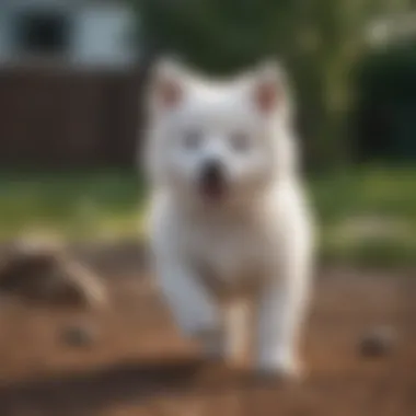 Playful Puppy American Eskimo Dog Puppy American Eskimo Dog playing in a backyard