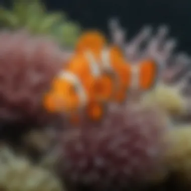 Clownfish in their Natural Habitat Clownfish in an anemone showcasing their natural habitat