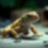 Leopard gecko observing its prey