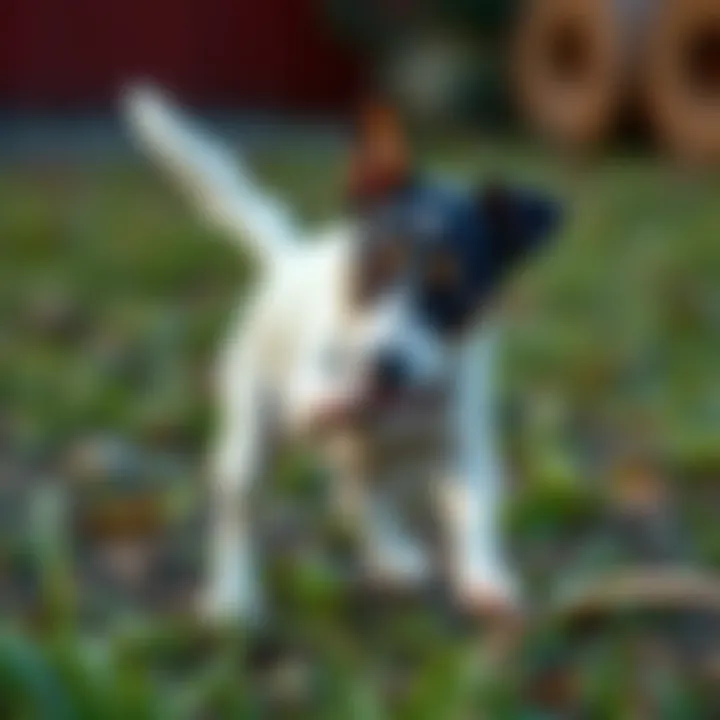Parson Russell Terrier engaging in training